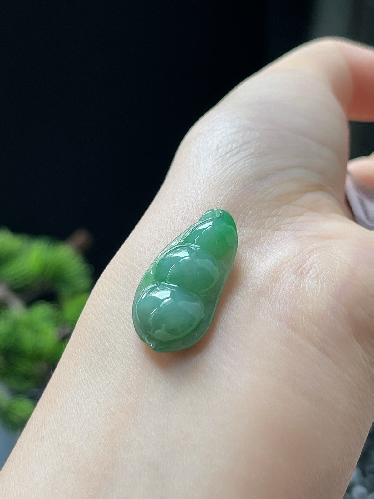 翡翠糯化种飘绿福豆
