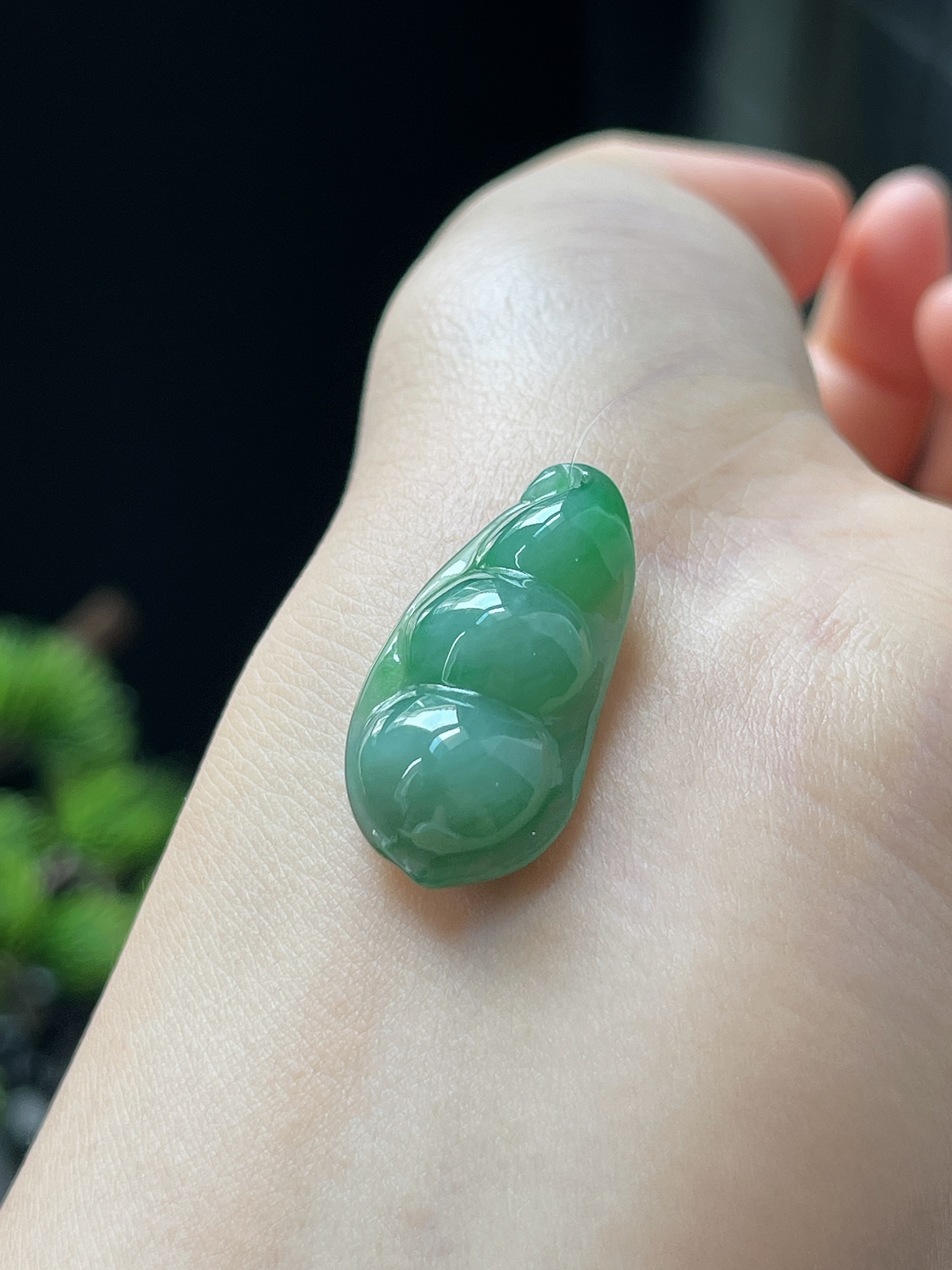 翡翠糯化种飘绿福豆