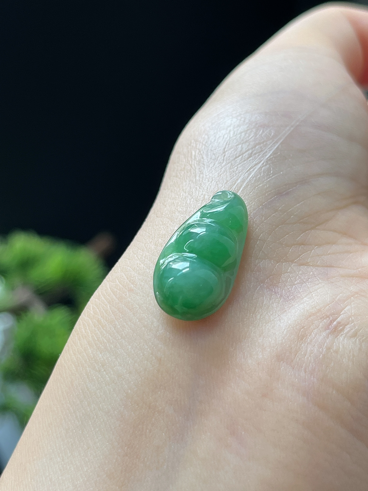 翡翠糯化种绿色四季豆