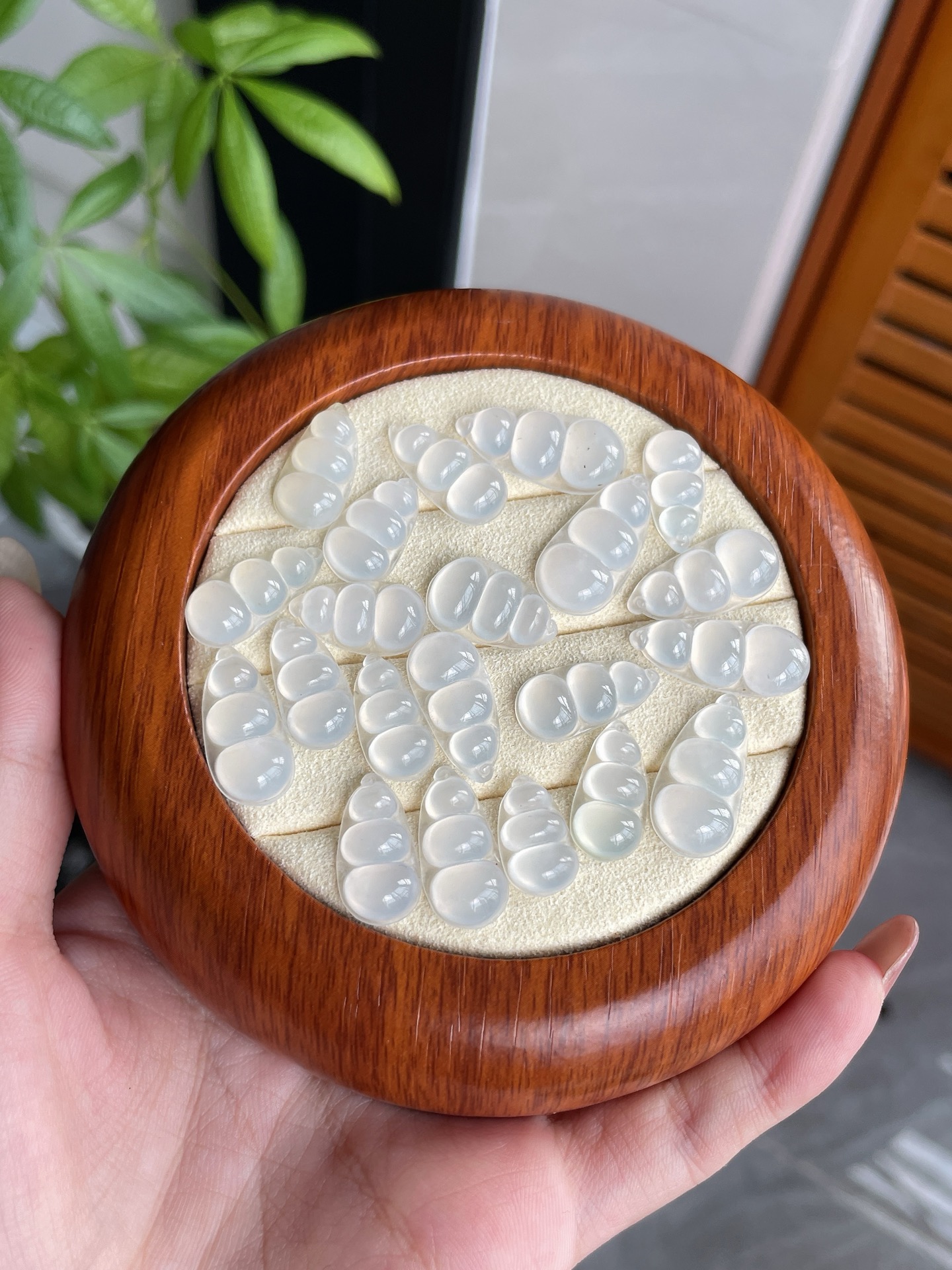 纯净冰种莹白福豆一首21颗 S28，16.5-10.5-3.8