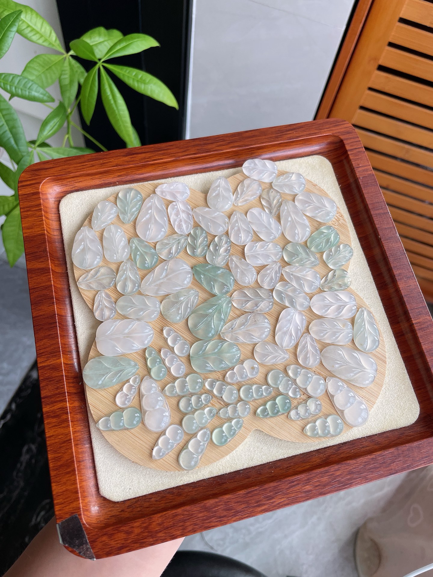 冰种福豆冰胶叶子共72件，尺寸在图，HH，18.5-12-3.3
