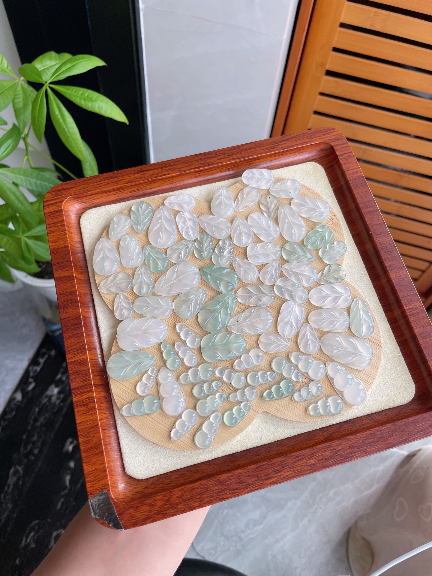 冰种福豆冰胶叶子共72件，尺寸在图，HH，18.5-12-3.3